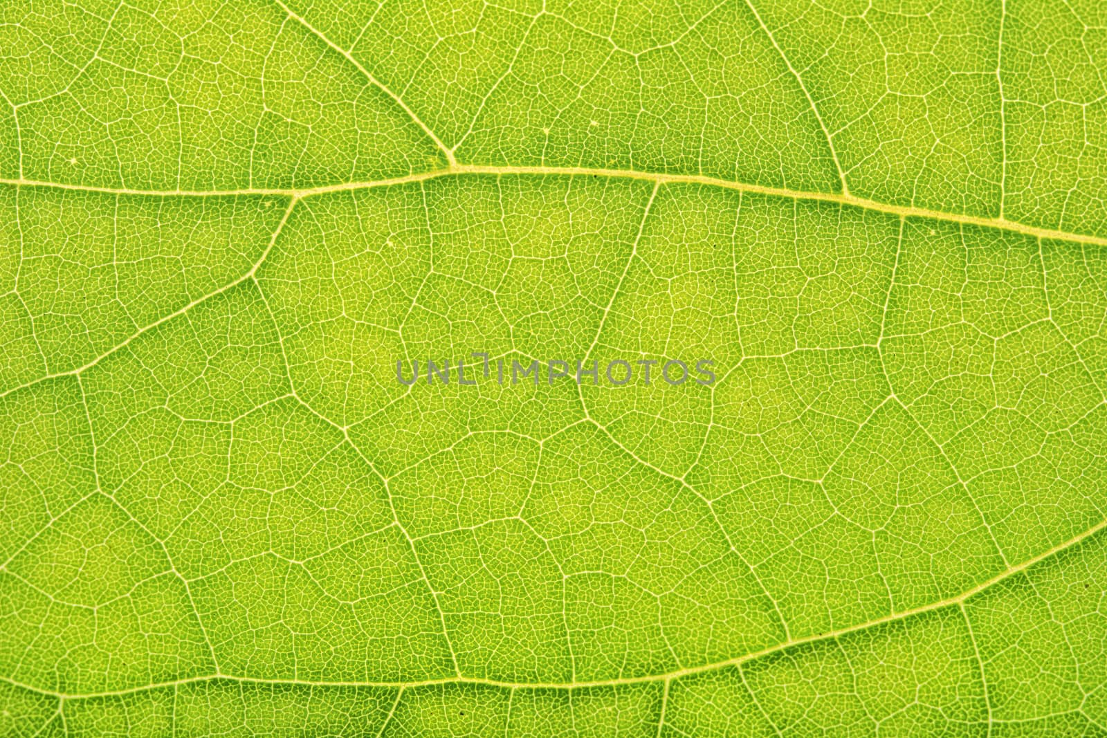 Detailed view of green leaves background