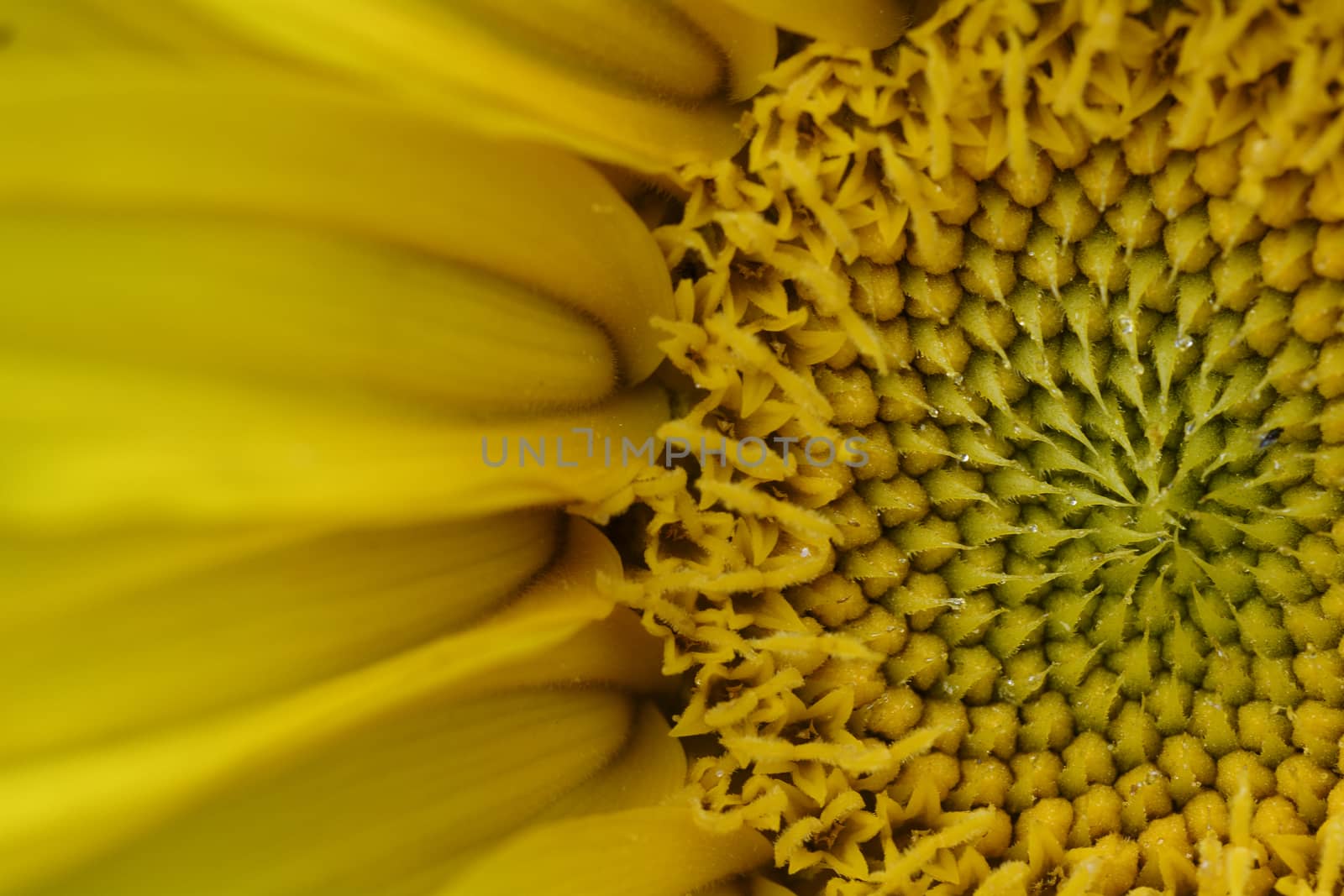 Detailed view of the blossom the sunflower.