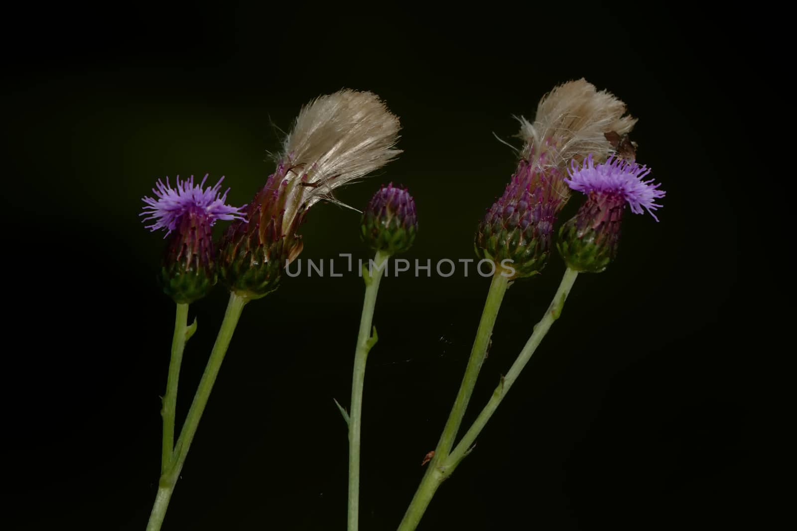 Nice five thistle flowers on the dark background.