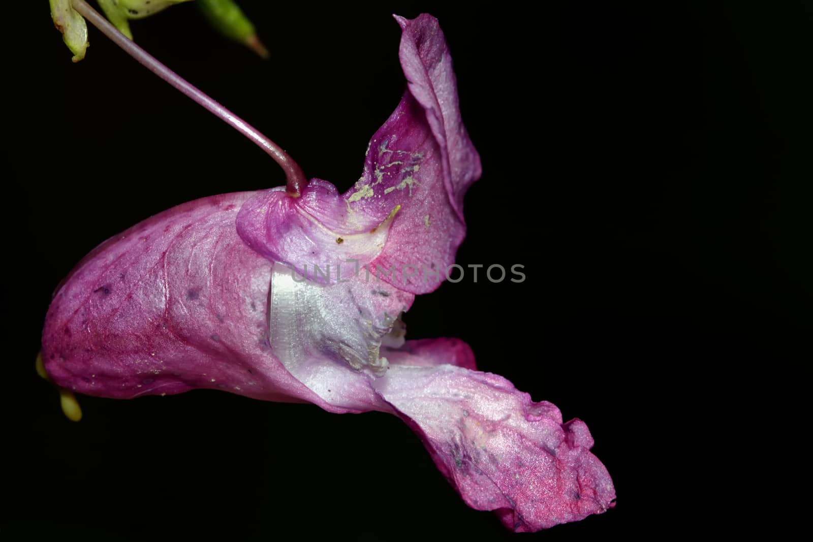 Nice pink flower on the dark blurred background.