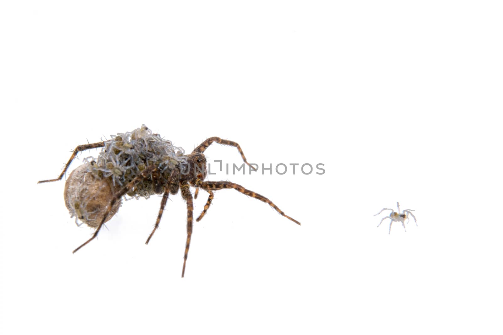 Spider with young isolated on a white background