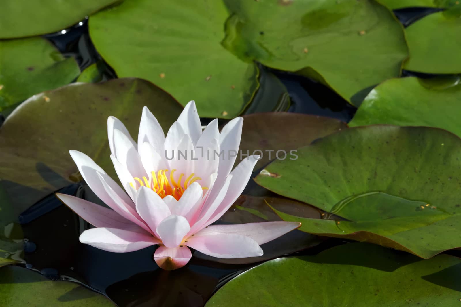 Aquatic lily flower on the surface of the leaves.