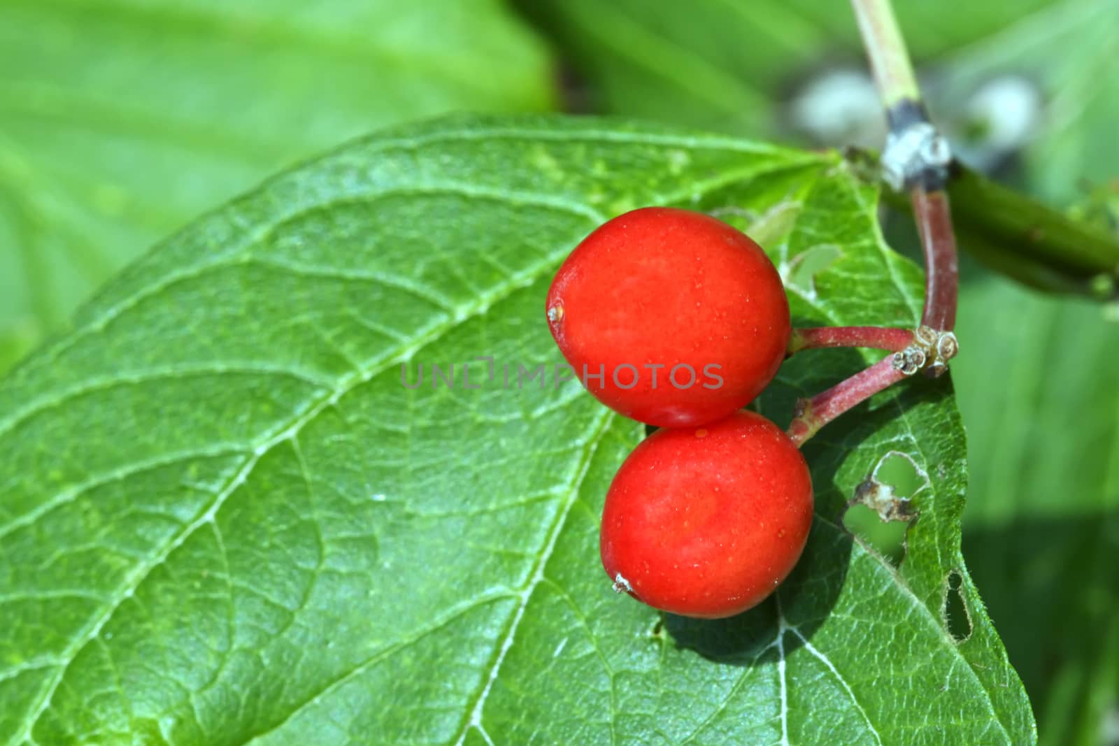 Two red berries onthe green leaves.