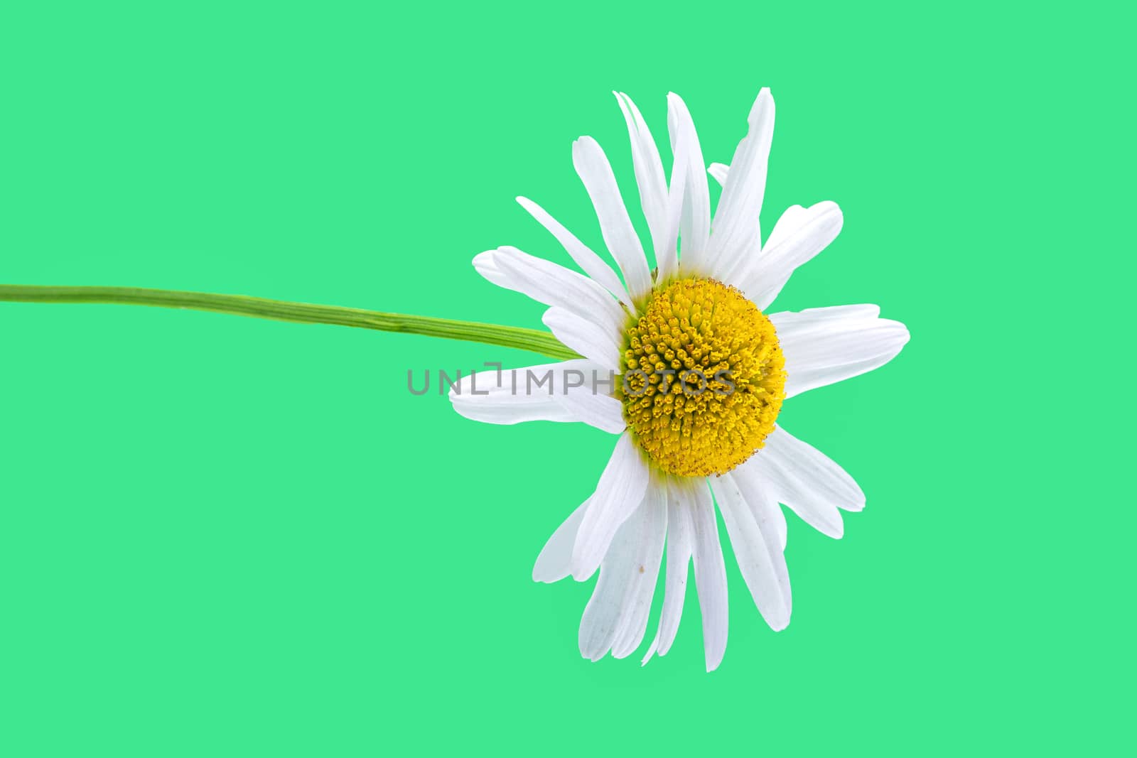 Daisy flower isolated on a green background