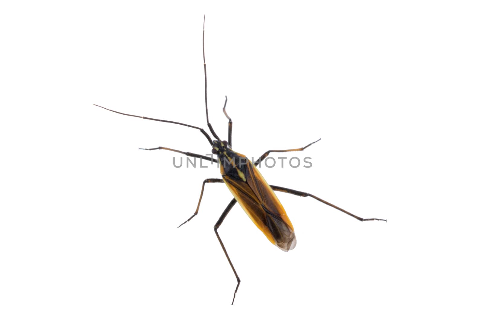 Black brown bug isolated on a white background