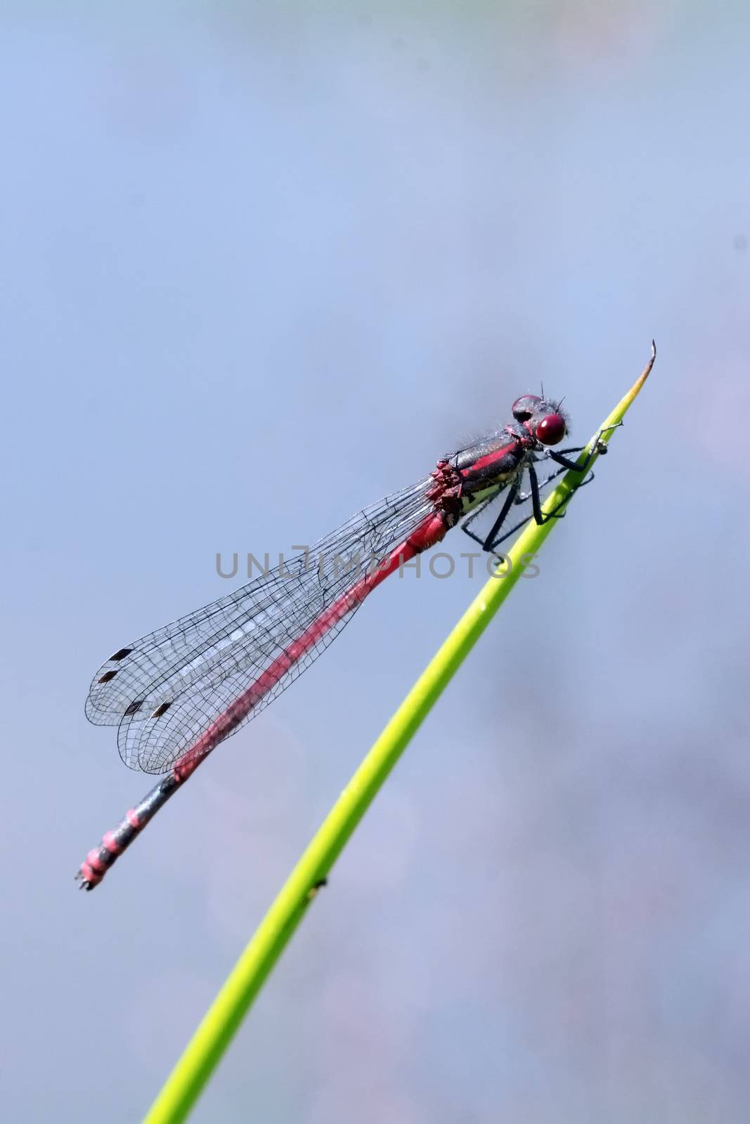 Red dragonfly sitting on the leaf of plant