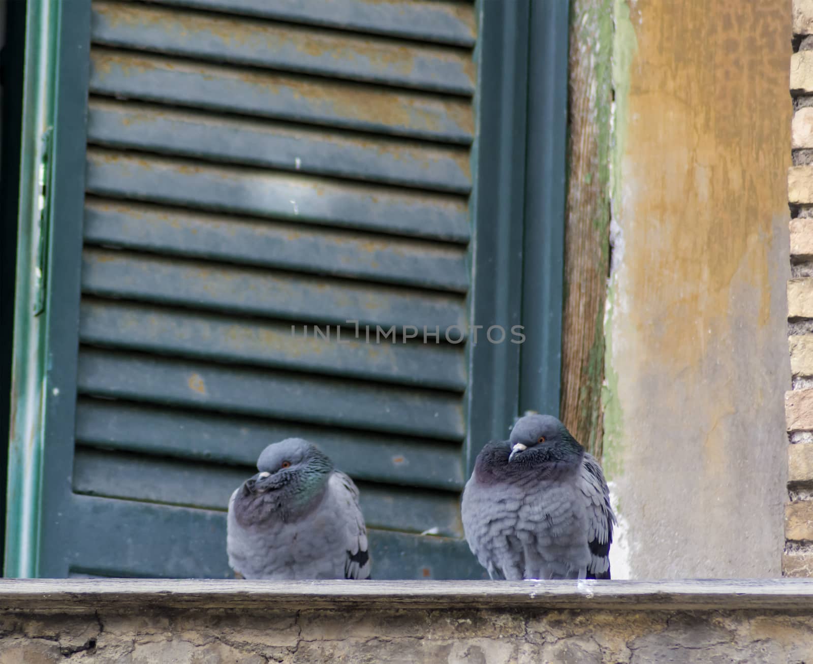 two pigeons standing on a parapet