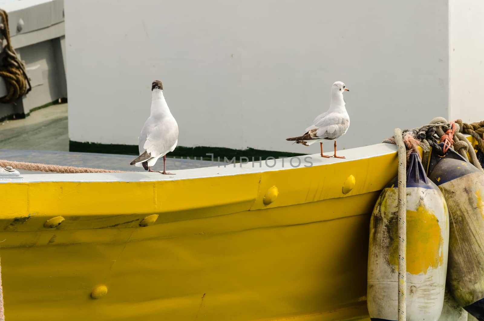 Two seagulls on the yellow boat