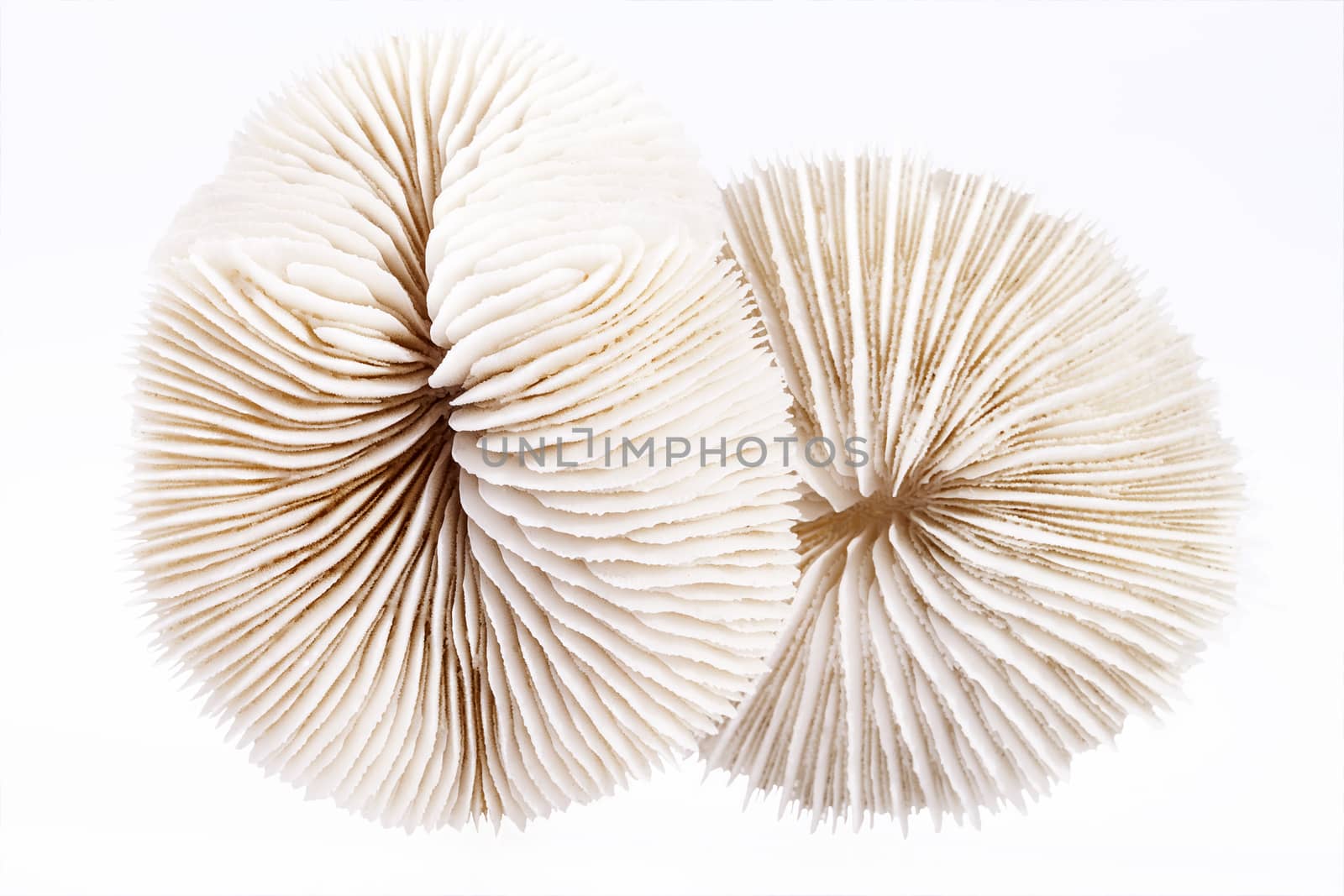 seashells of Fungia isolated  on white background, close up