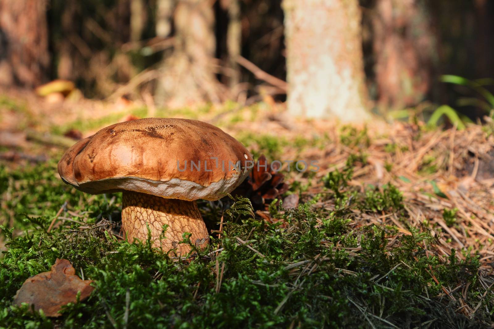 mushroom in the forest under pane sun light