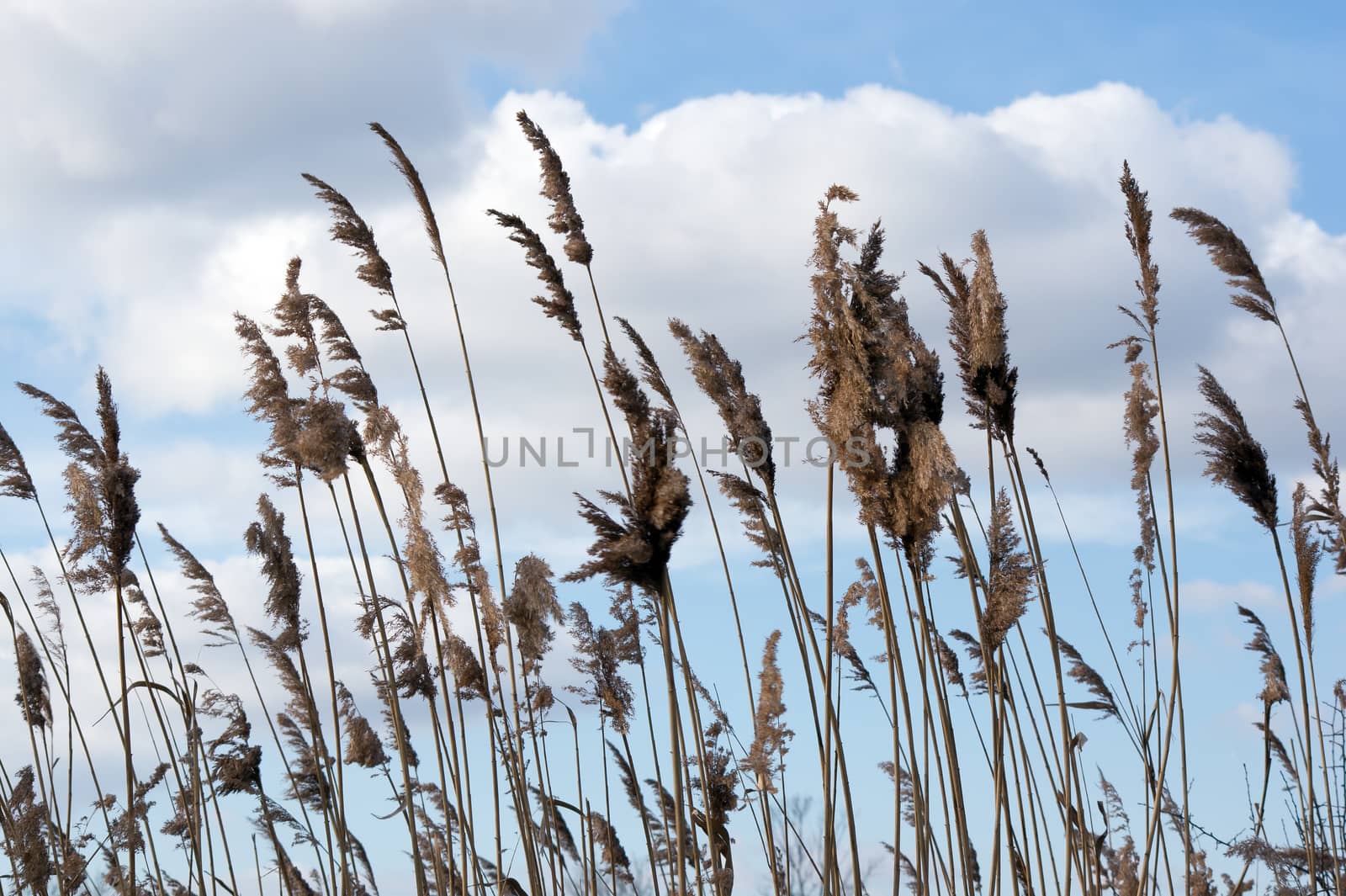 The dry reeds and clouds on a lake.