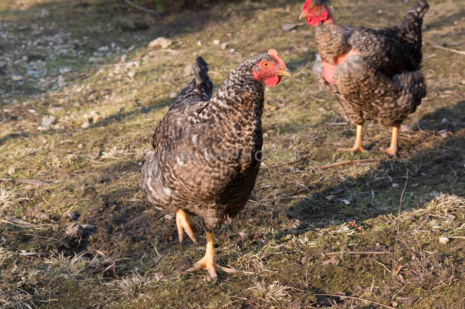 Speckled hens. by dadalia