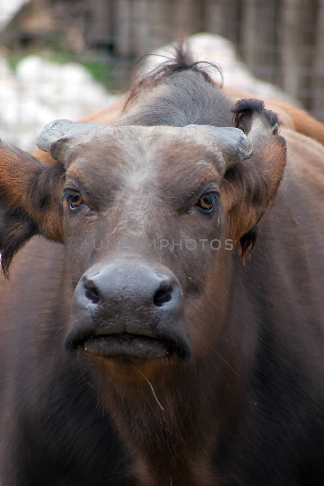 American bison by dadalia