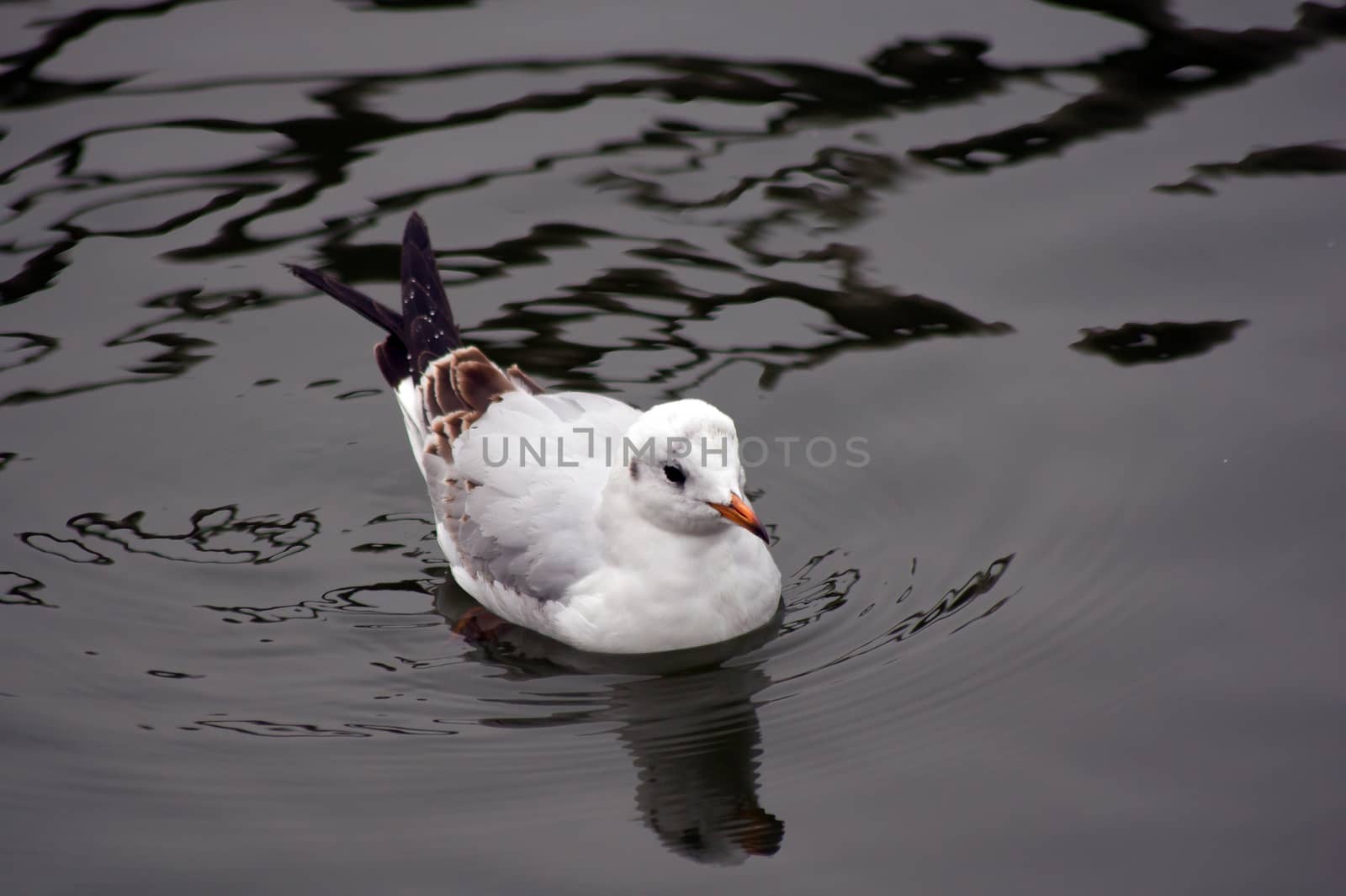 Herring Gull (Larus argentatus) floats on water.