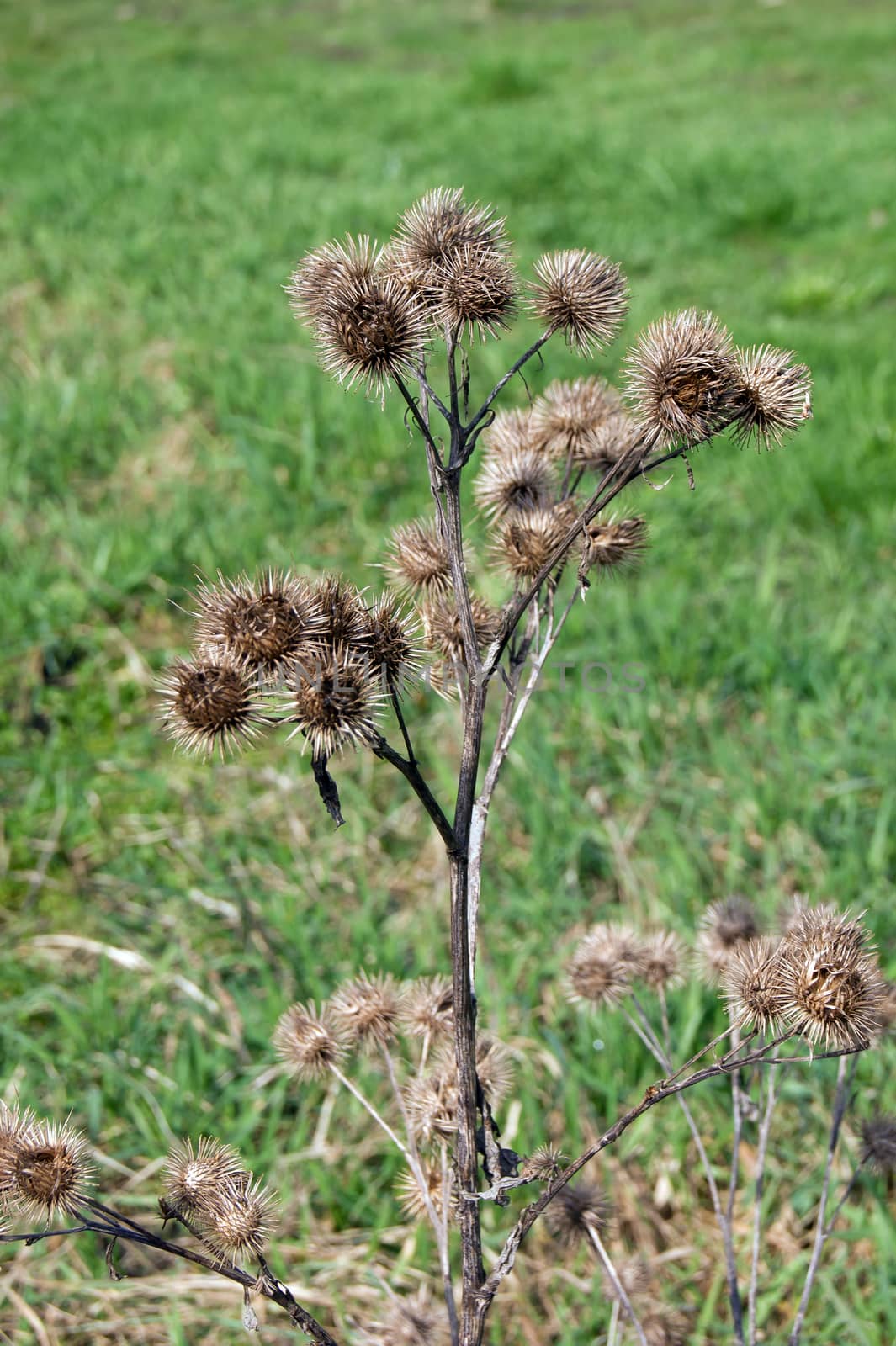 The acanthoides Carduus L. - roadside thistle seeds mature.