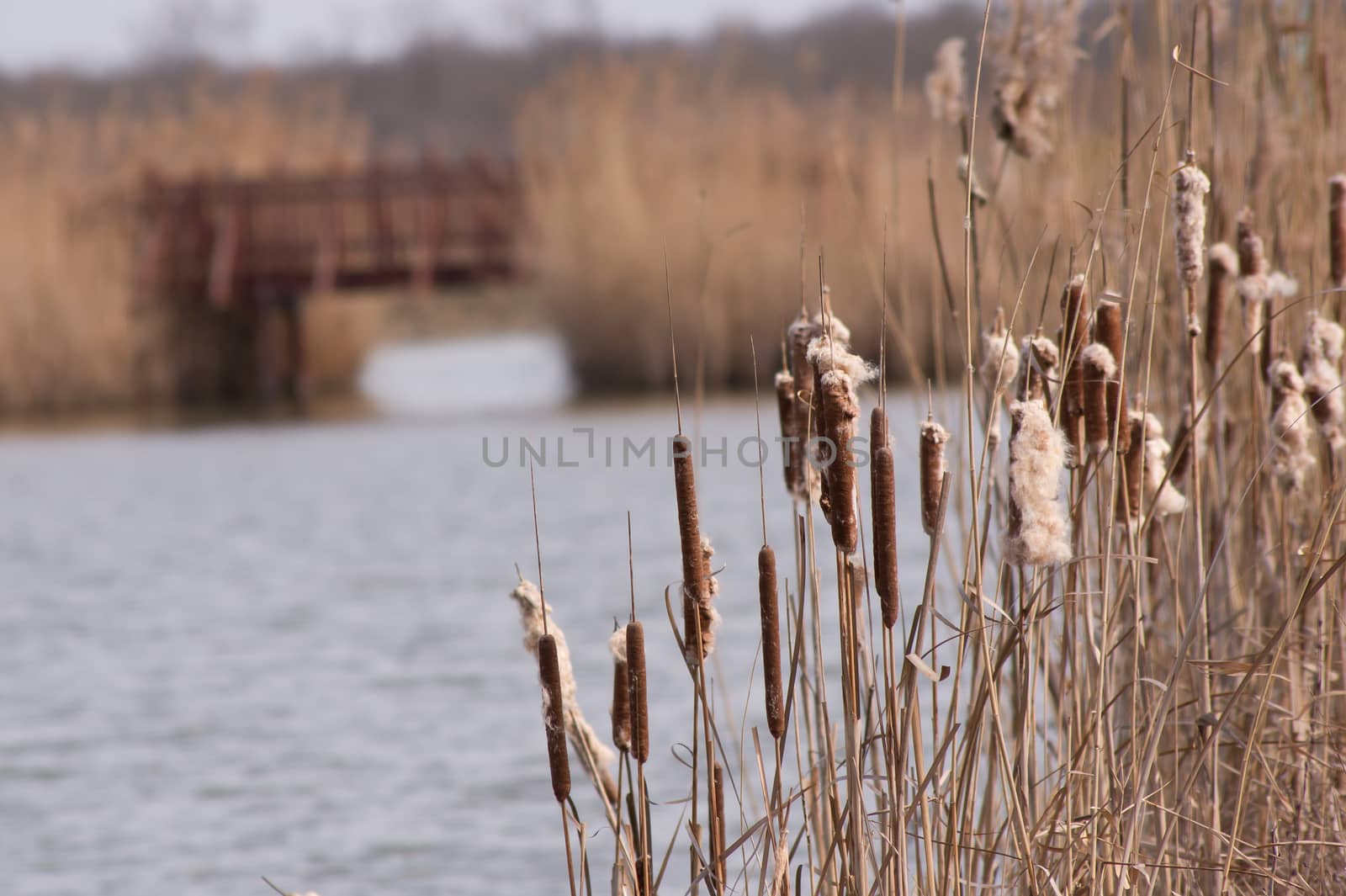 Ripe cattail mace on a lake, bridge.