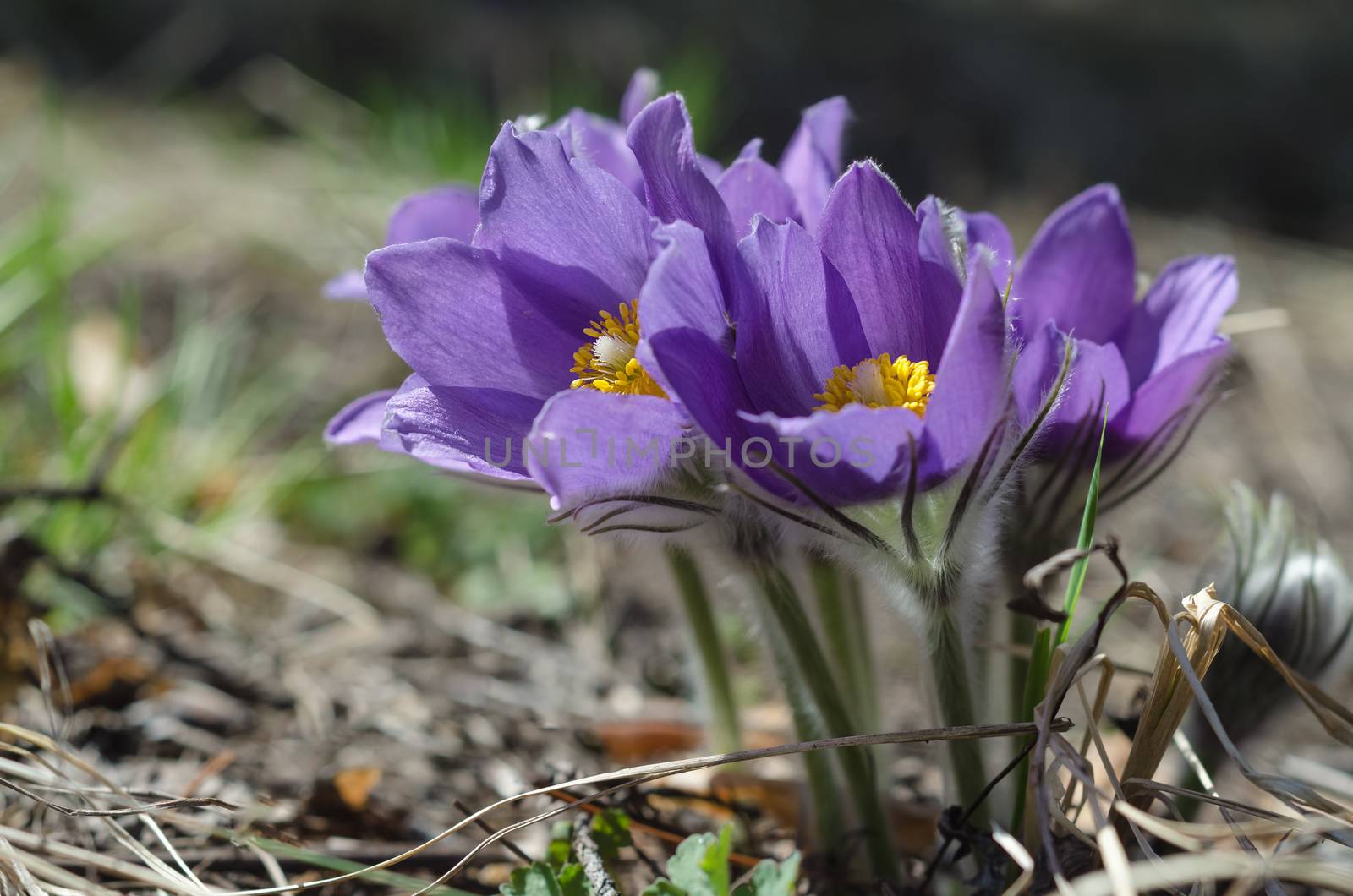 The mass flowering of a dream-grass in spring nature