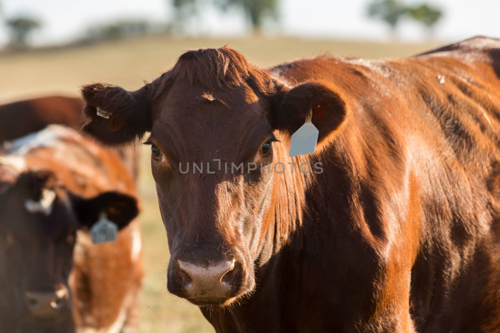 Heard of Hereford cattle in a gree field.