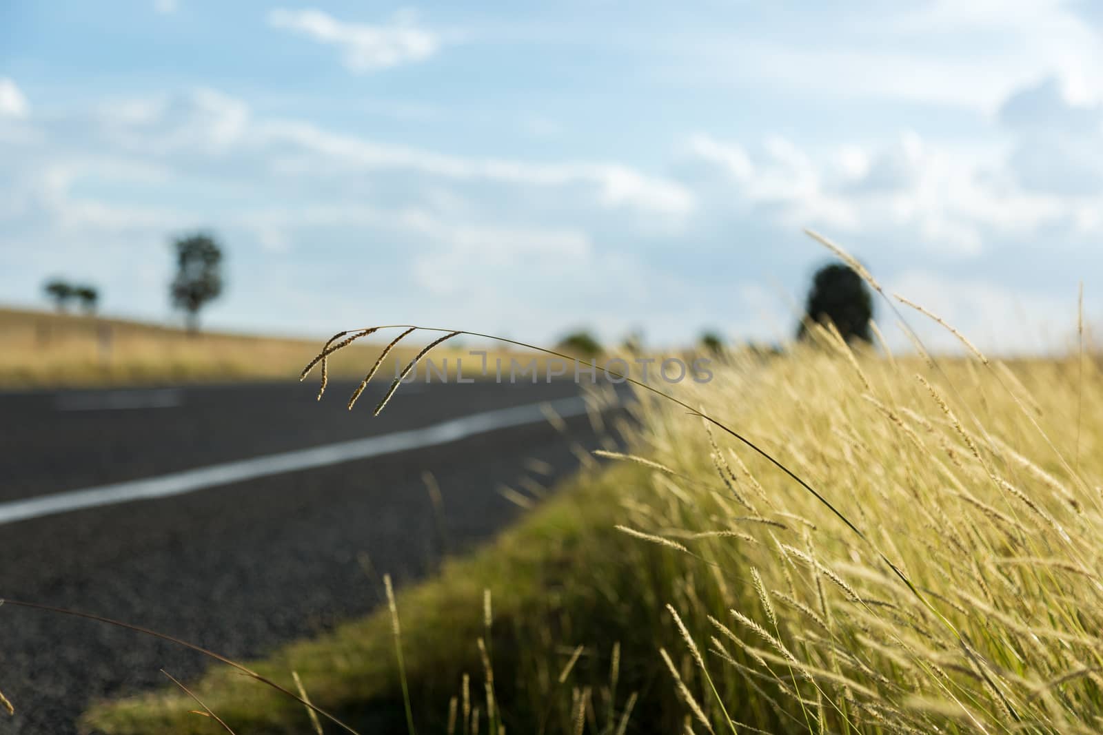 Empy rural road with long grass on its edges.
