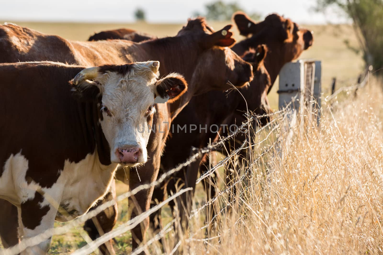 Heard of Hereford cattle in a gree field.