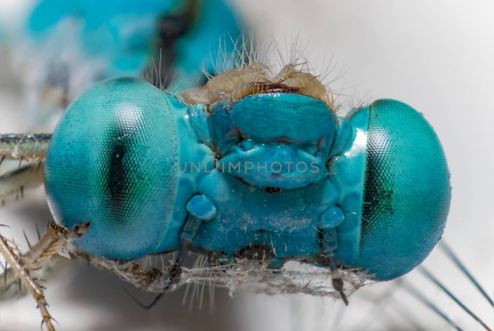 The Beautiful blue eyes dragonfly 
(Focus eyes faces)