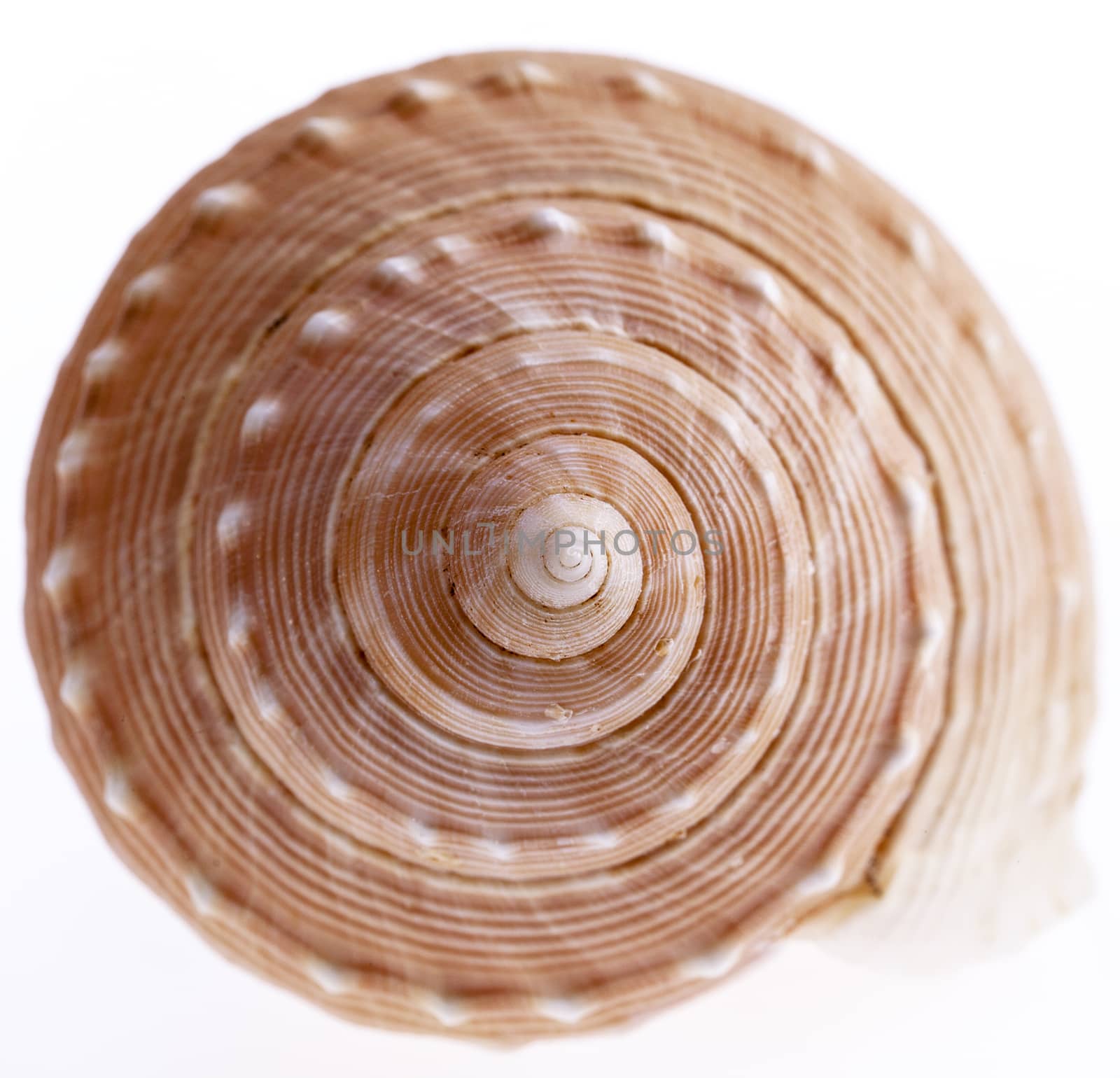 seashell of marine snail isolated on white background, close up by mychadre77