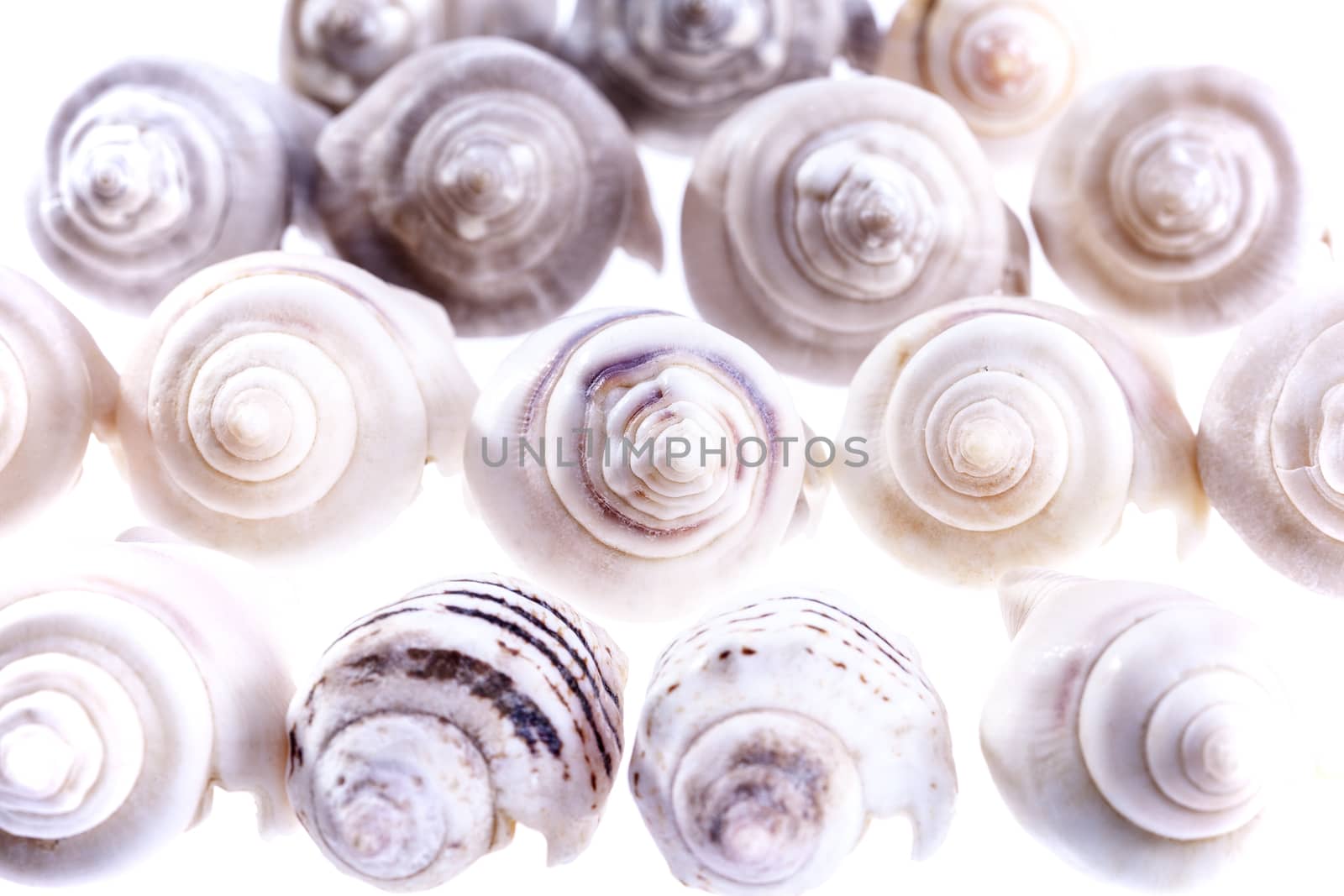 some small seahell of marine snail  on white background by mychadre77