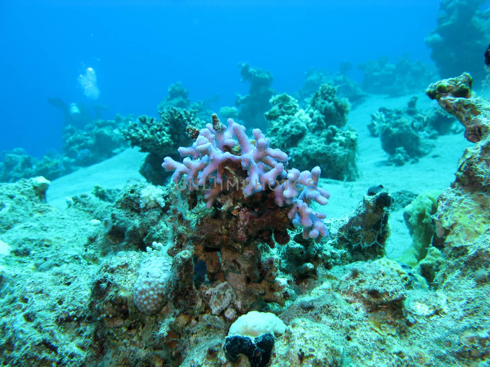coral reef with violet finger coral at the bottom of tropical sea at great depths, underwater