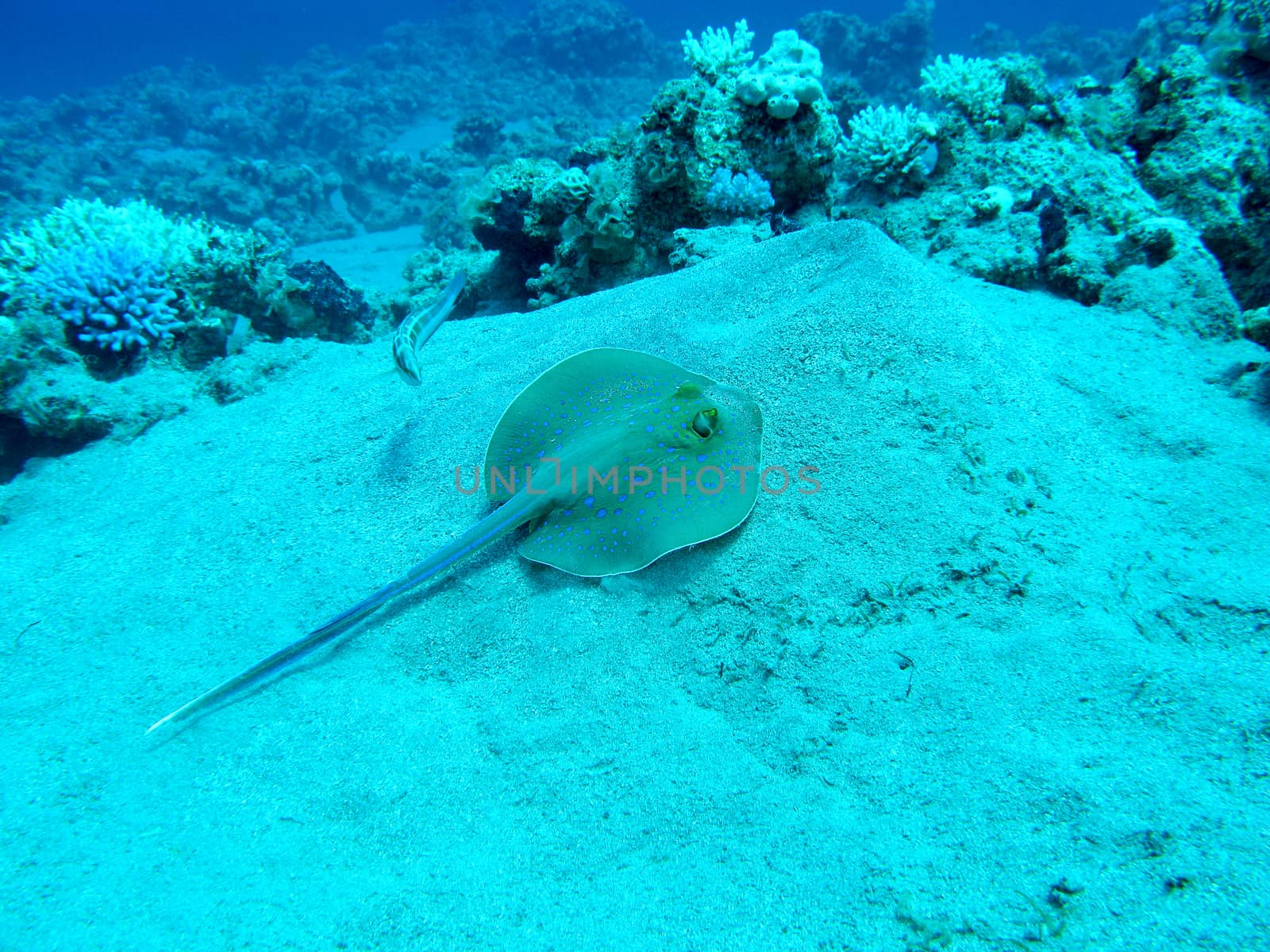 Bluespotted ray (Taeniura lymma) at the bottom of tropical sea, underwater