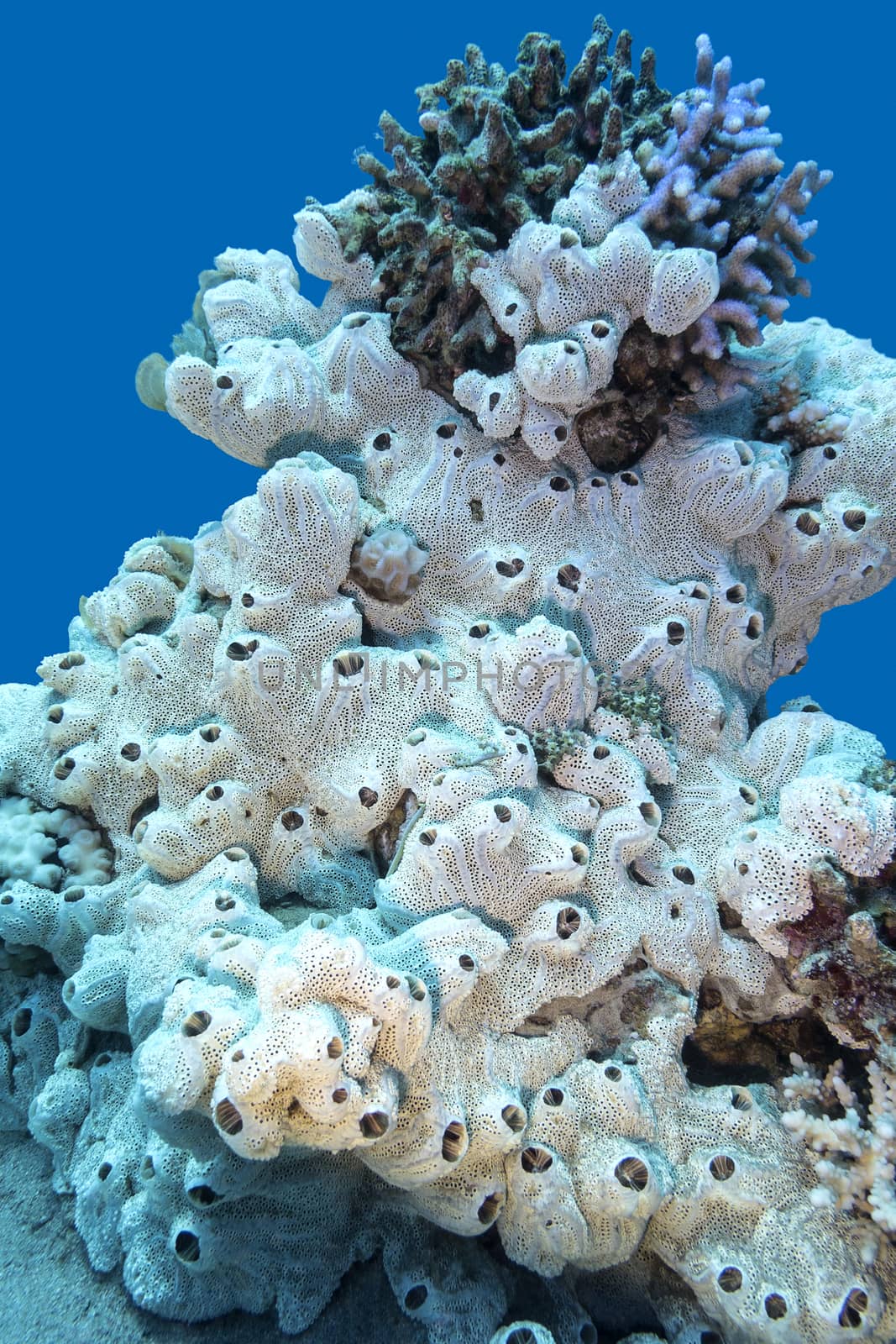 Coral reef with great white sea sponge at the bottom of tropical sea on a background of blue water, underwater
