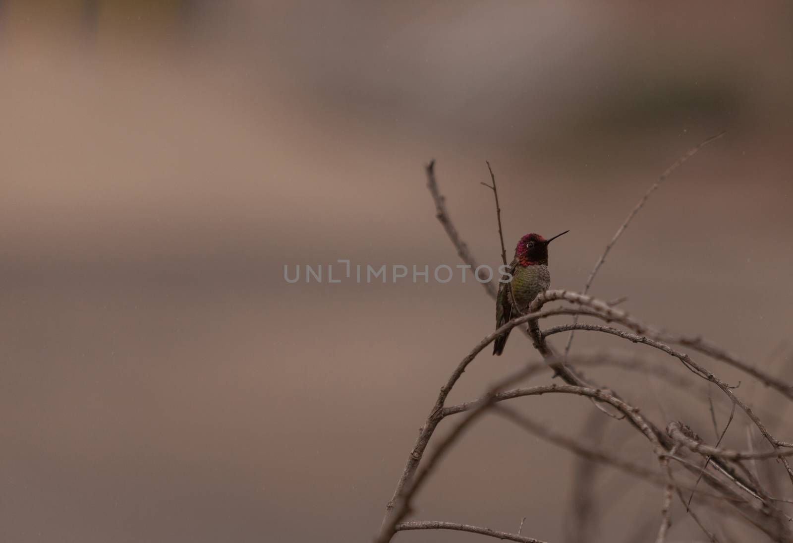 Male Annas Hummingbird, Calypte anna, is a green and red bird sitting in a tree at the San Joaquin wildlife sanctuary, Southern California, United States.