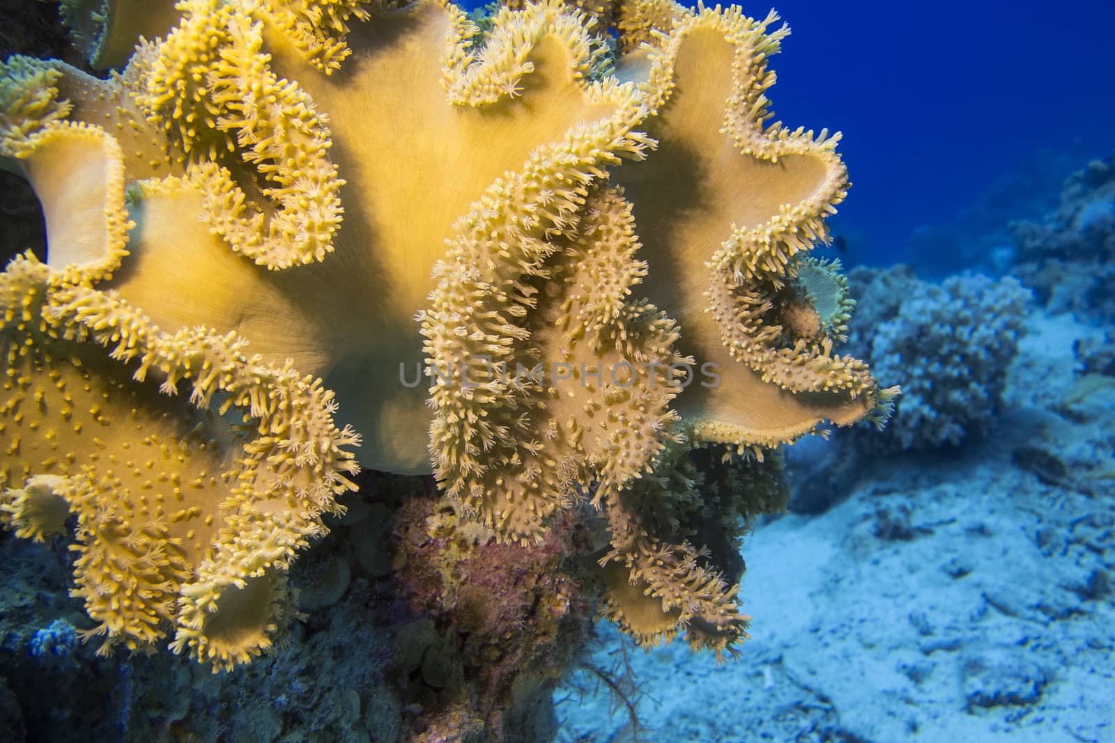 coral reef with great yellow mushroom leather coral at the bottom of tropical sea, underwater