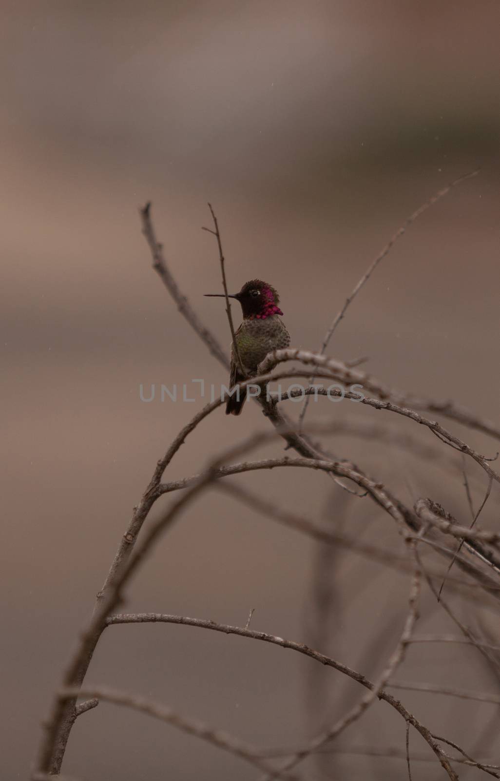 Male Annas Hummingbird, Calypte anna, is a green and red bird sitting in a tree at the San Joaquin wildlife sanctuary, Southern California, United States.