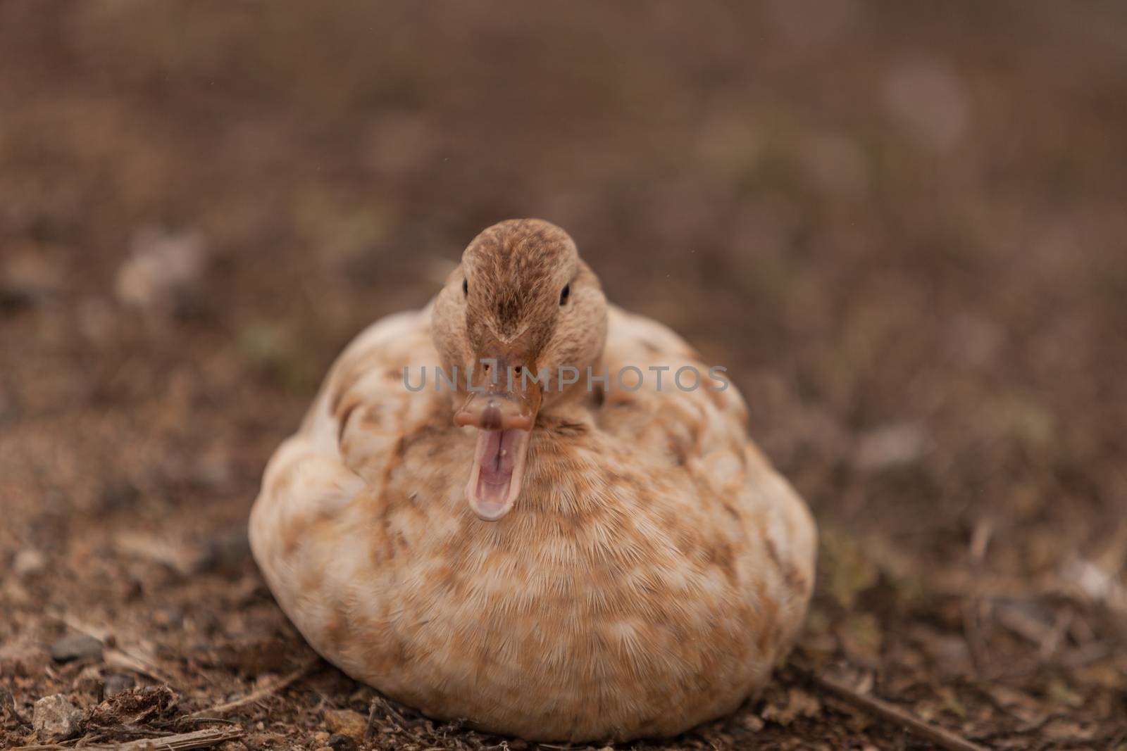 Mottled duck, Anas fulvigula by steffstarr