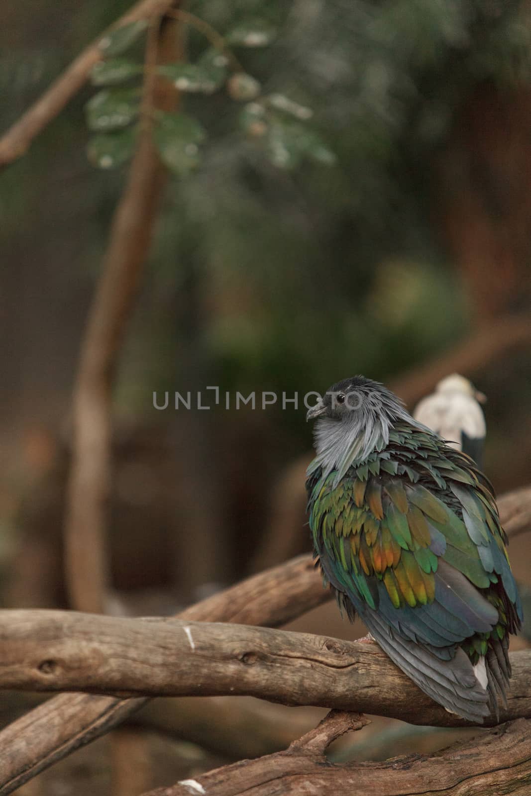 Nicobar Pigeon, Caloenas nicobarica, bird found in Nicobar to Luzon, and New Guinea