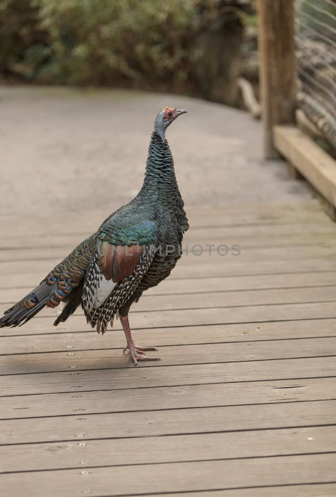 Ocellated turkey, Meleagris ocellata, is found in the Yucatan Peninsula and Guatemala