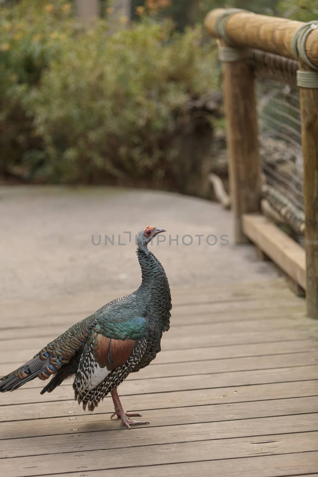 Ocellated turkey, Meleagris ocellata, is found in the Yucatan Peninsula and Guatemala