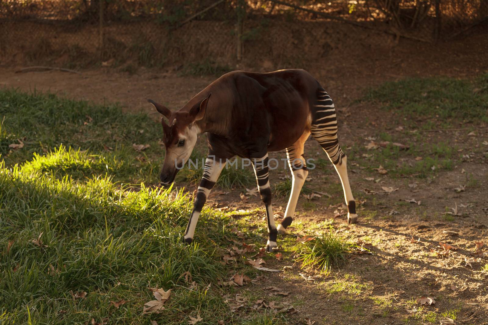 Okapi, Okapia johnstoni by steffstarr