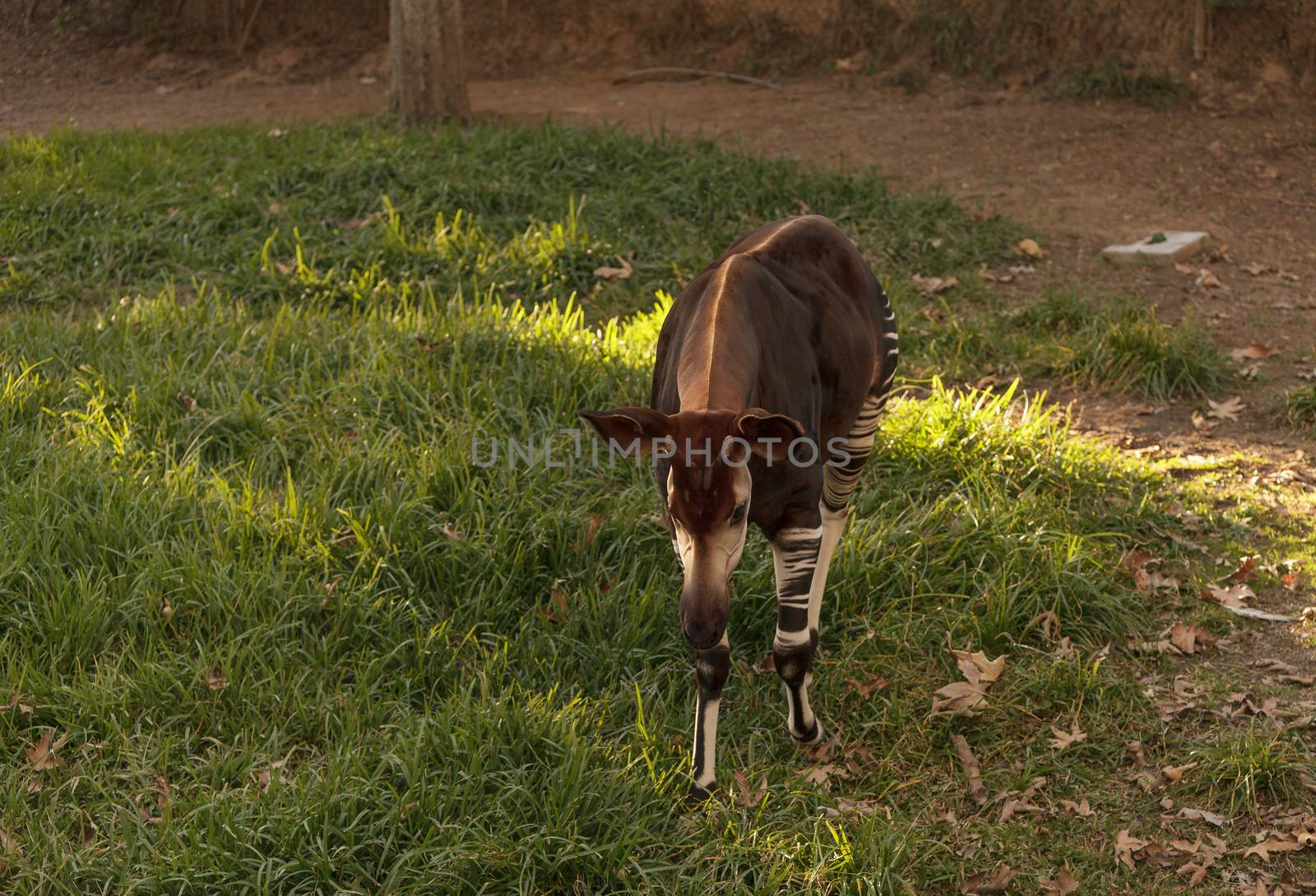 Okapi, Okapia johnstoni by steffstarr