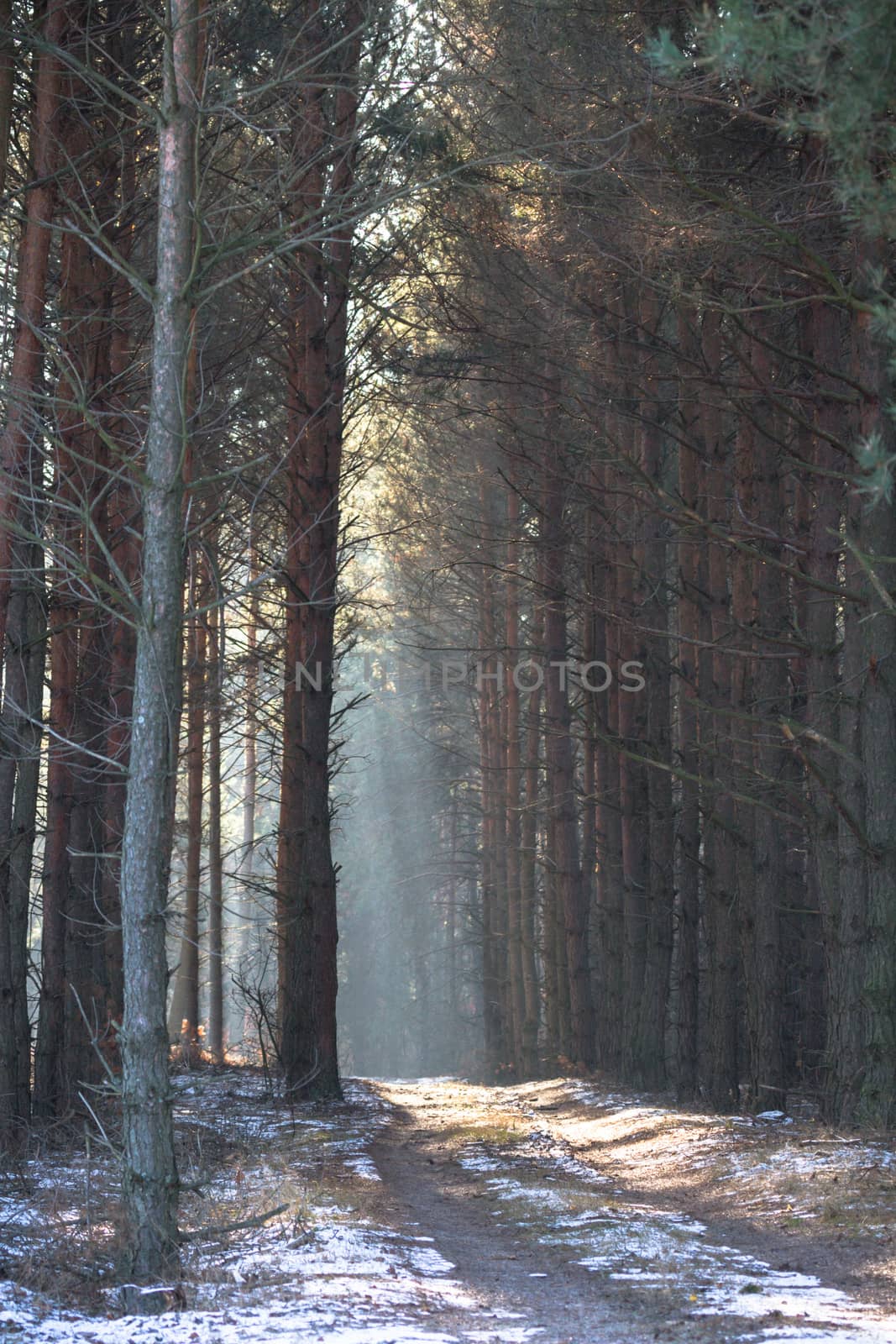 sunlight in the green forest, nature series