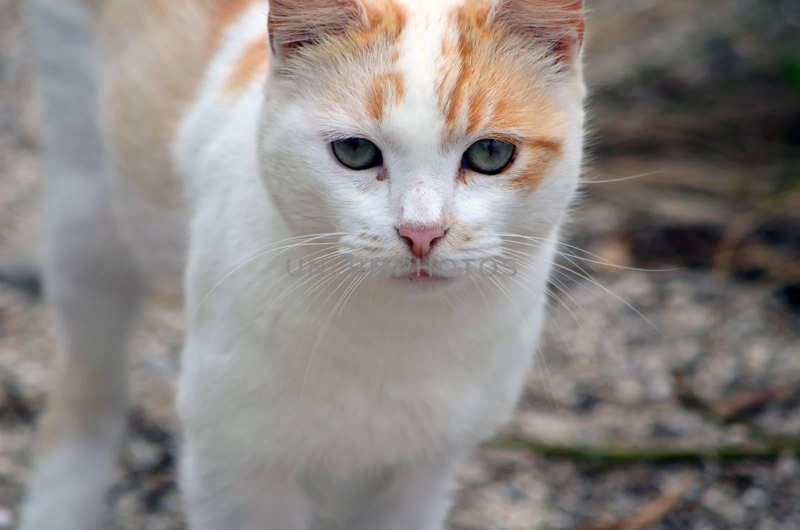 Orange and white kitten resident of a feral cat colony nesting in the underbrush at southpointe park beach in miami beach,florida