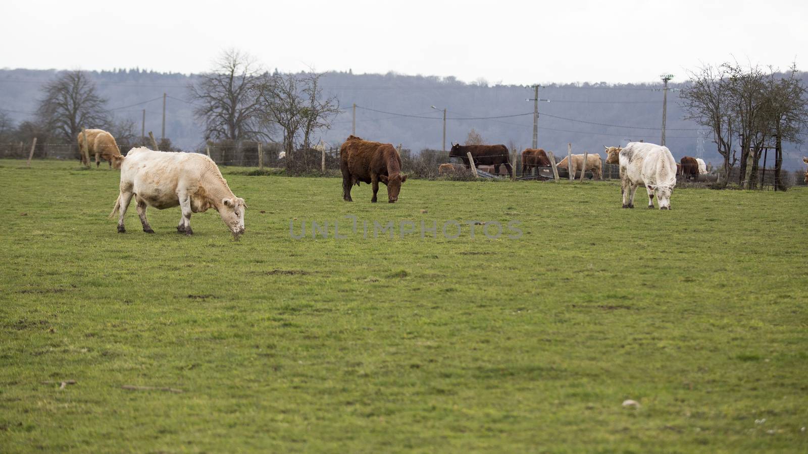 white and brown cows on green meadow, agriculture crisis