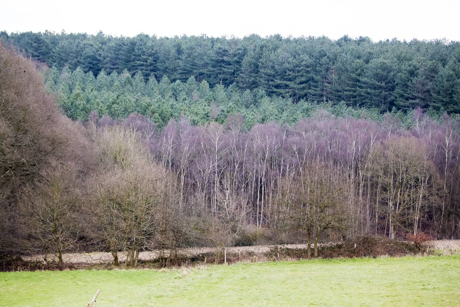 Landscape with forest, France, Normandy, sad weather