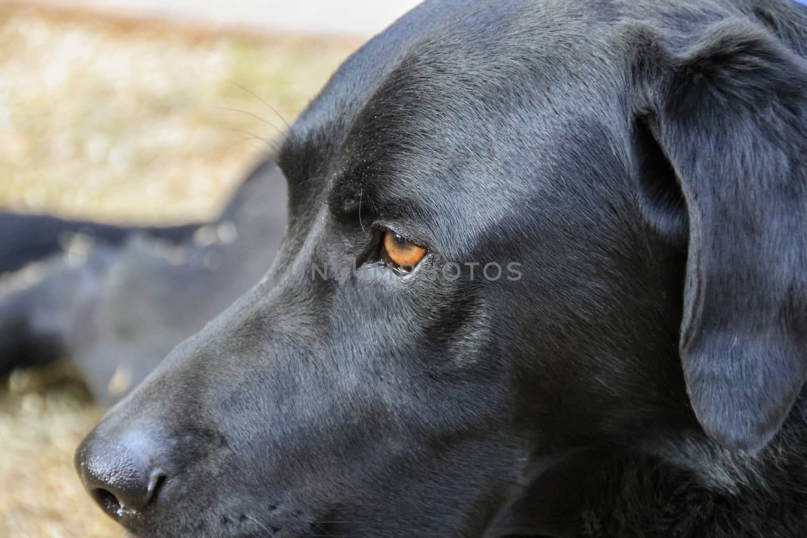 The head of a black Labrador Retriever