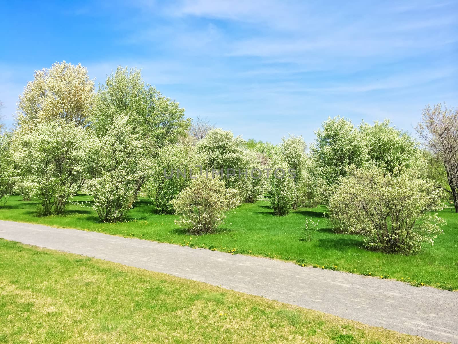 Blooming trees growing along the path in the park by anikasalsera