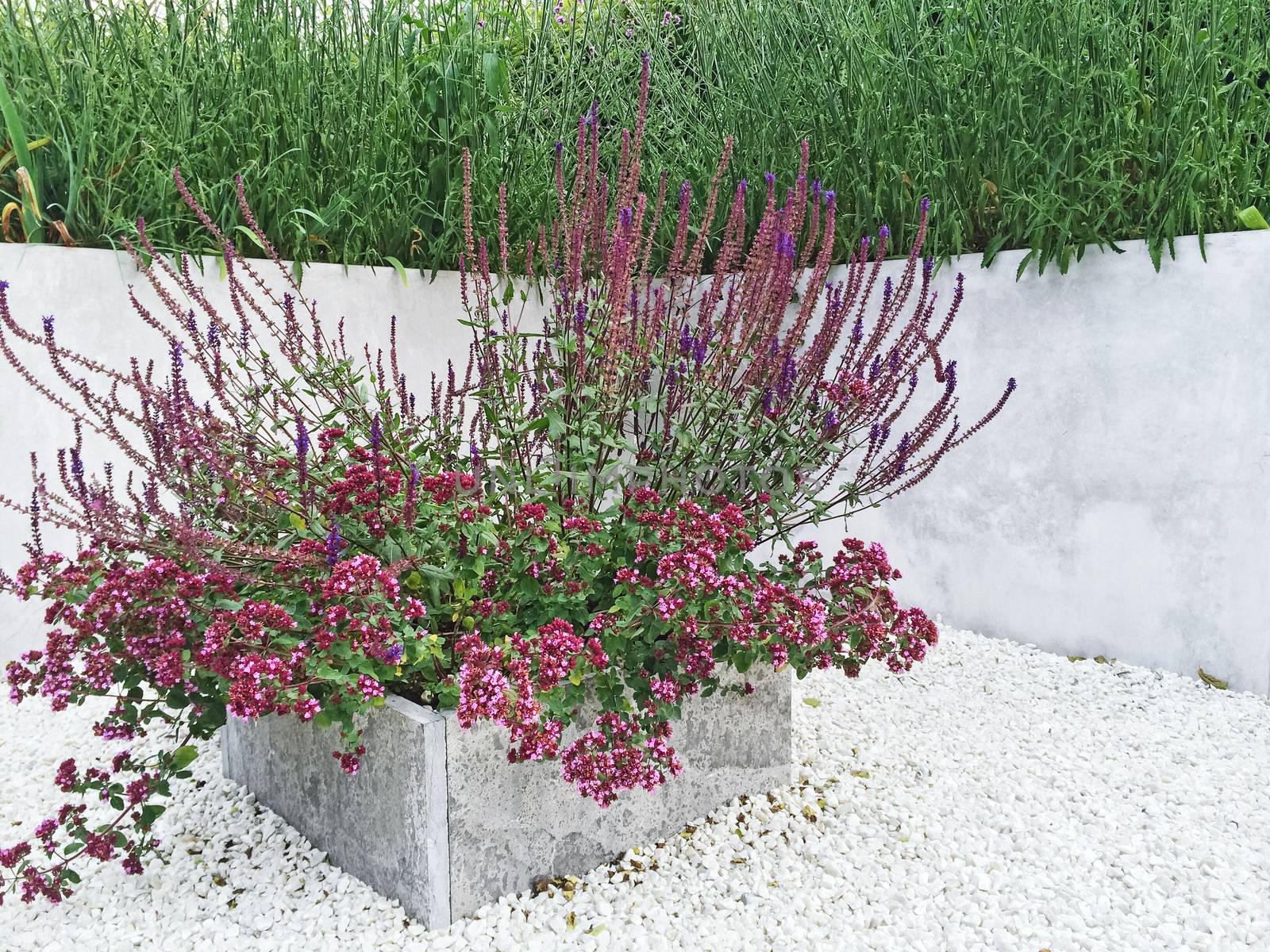 Flowerbed with purple flowers. Detail of a garden with contemporary design.