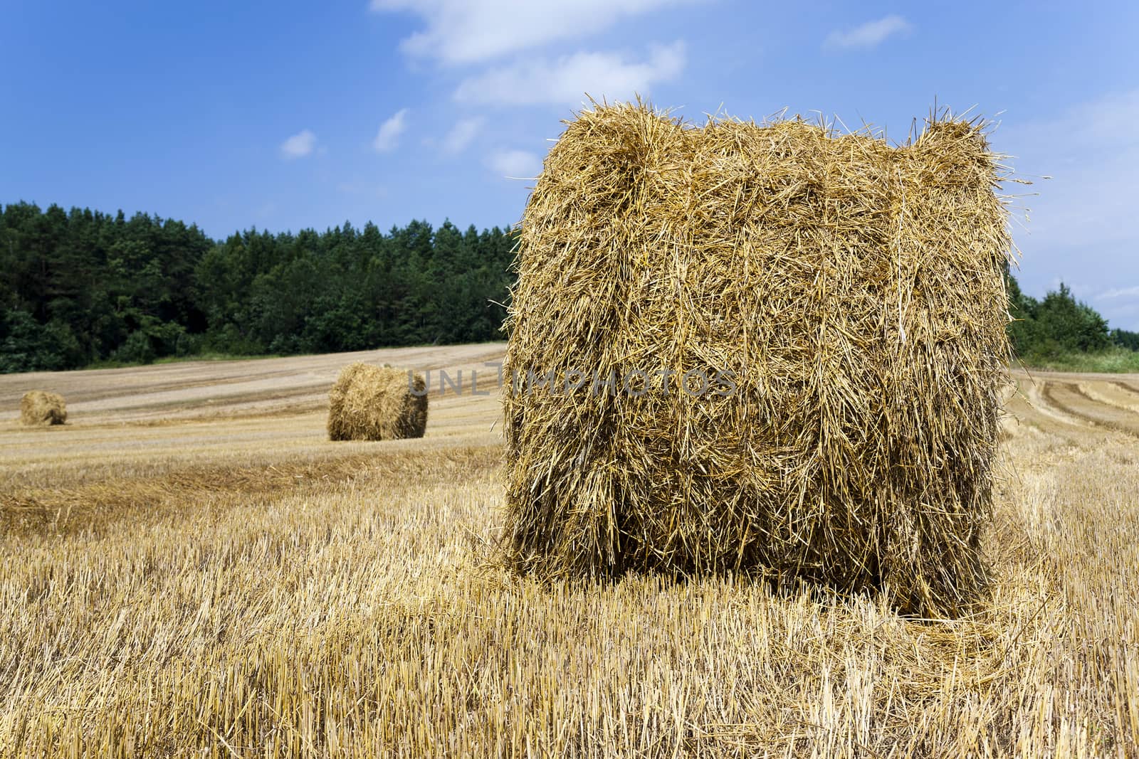   piled in the agricultural field haystacks straw. cereals. summer