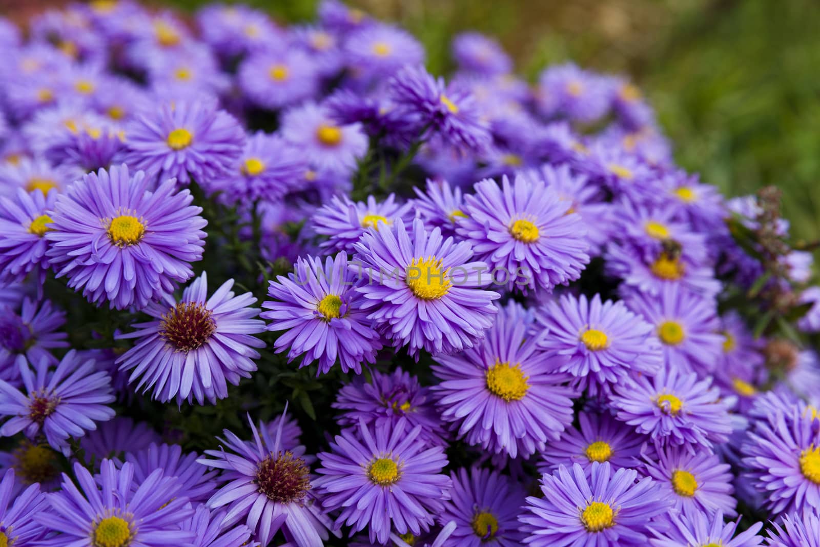   purple flowers, photographed close up. autumn season