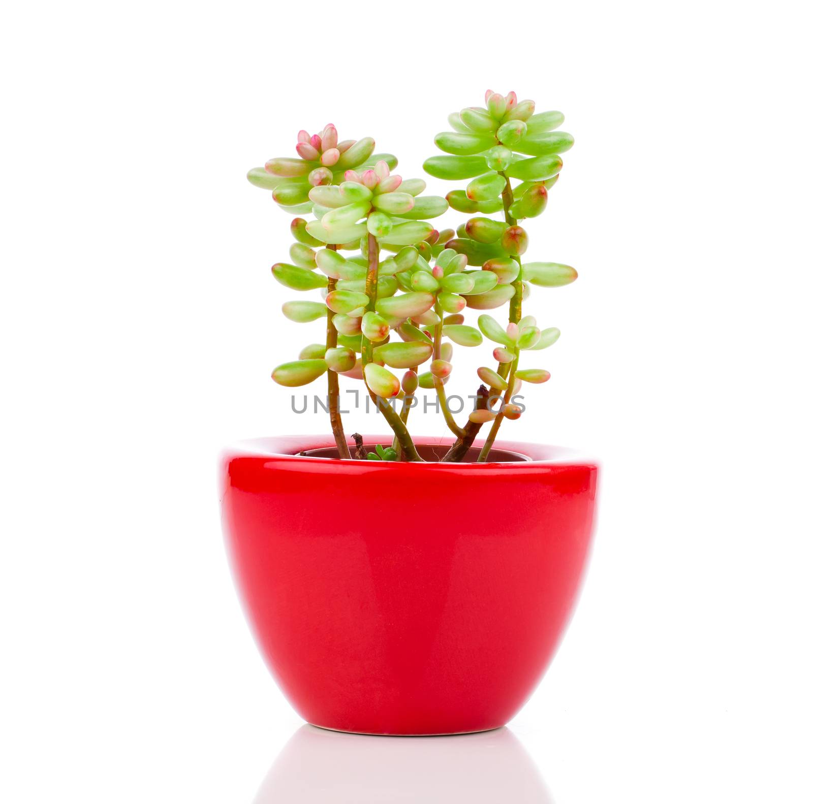 Adromischus houseplant in the red pot, on a white background. by motorolka