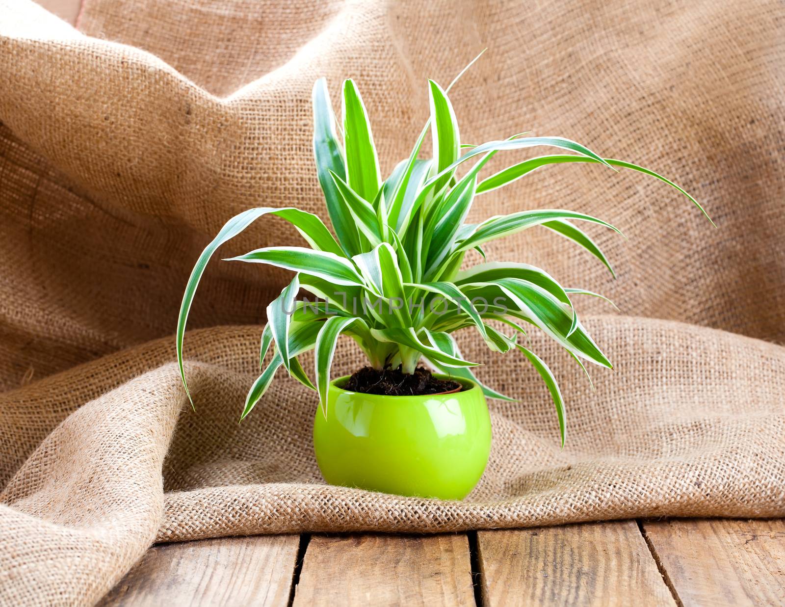 green Chlorophytum plant in the pot, on sackcloth wooden background.